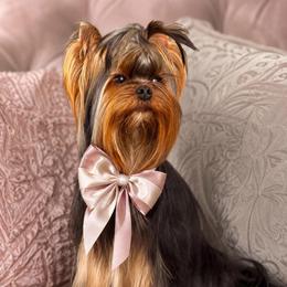 Alik - Blue and gold male Yorkshire Terrier puppy in San Diego, Temecula, Ontario, California from Yorkie & Maltese Royalty