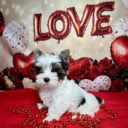 AKC Milo  3300 - Black tan and white male Biewer Terrier puppy in Nicholls, Georgia from Southeast Biewers