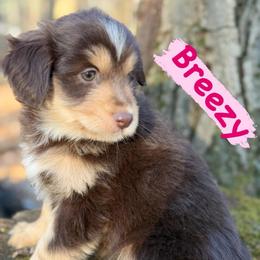 Breezy (Female 1) - Red tri-color female Aussiedoodle puppy in South Central, Pennsylvania from Windy Hills Mini Aussies & Doodles