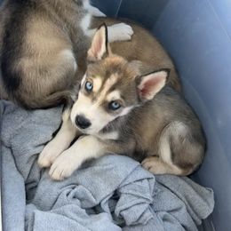 Randii - Sable and white Siberian Husky puppy in Rancho Cucamonga, California from Rice Breeders