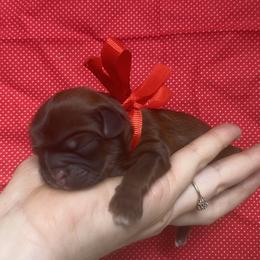 Caviler - Chocolate male Shih Tzu puppy in Jasper, Georgia from Tiny Bubbles Shih Tzus