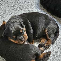 Princess Vom Hause Pragacz - Black and mahogany female Rottweiler puppy in Bartonsville, Pennsylvania from Karol's Rottweilers