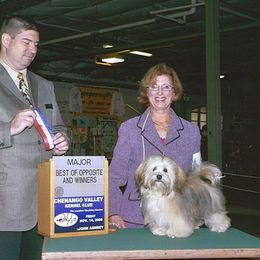 Golden Retrievers and Havanese from Happy Acres Goldens and Havanese