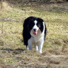 Harley    - Border Collie