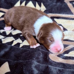 Girl 2- Red tri - Red tri-color female Australian Shepherd puppy in Mayfield, Kentucky from Hamilton Farms