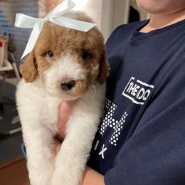 Mockingbird (Our Lone Star State litter) - Parti female Goldendoodle puppy in Hopkins County, Texas from Boutique Doodles