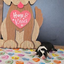Flirt - Black and tan female Pembroke Welsh Corgi puppy in Briggsdale, Colorado from Lovebird Corgis