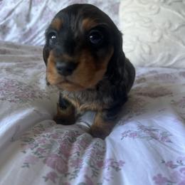 Moon Crystal - Dapple female Dachshund puppy in Temecula, California from Naomi Magee's Dachshund Kennel