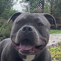 Thuder - American Bully