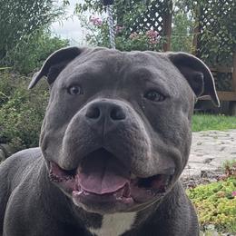 Thuder - American Bully
