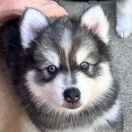 Eamon - Gray and white male Pomsky puppy in Broken Arrow, Oklahoma from Sterling Pomskies