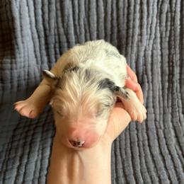 Bandit - Blue merle male Australian Shepherd puppy in Hillsboro, Oregon from A&D Australian Shepherds