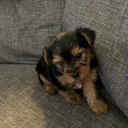 Yorkshire Terrier Puppies from Paw-Perfect Palace