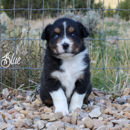 Australian Shepherd, Miniature American Shepherd, and Miniature Australian Shepherd Puppies from Painted Blue Aussies
