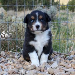 Australian Shepherd, Miniature American Shepherd, and Miniature Australian Shepherd Puppies from Painted Blue Aussies