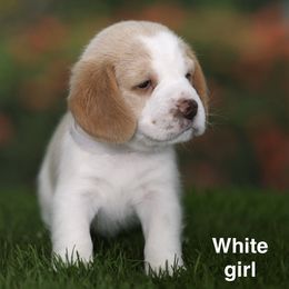 Girl 2 - Red and white female Beagle puppy in Palm City, Florida from VR Wanderlust Beagles