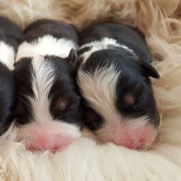 Australian Shepherd Puppies from Antique Aussies