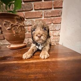 Alfalfa - Chocolate male Goldendoodle puppy in Anthem/Phoenix, Arizona from Ironwood Doodles