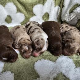 Miniature American Shepherd puppies from ATX Mini Aussies