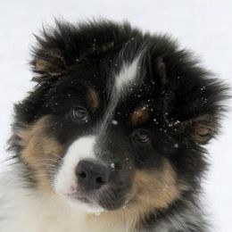 Australian Shepherds and Border Collies from Olde Bay Australian Shepherds
