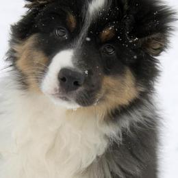 Australian Shepherds and Border Collies from Olde Bay Australian Shepherds
