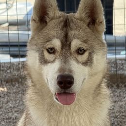 Sunrise - Red and white female Siberian Husky puppy in Madera, Wyoming from Anastasia Siberians