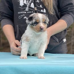 Boy 2 - Blue merle Miniature American Shepherd puppy in New Mexico from Von Südwest German Shepherds and Mini American Shepherds