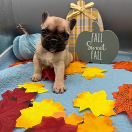 Graham Cracker - Fawn female French Bulldog puppy in Largo, Florida from Infinity Frenchies