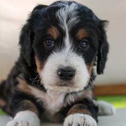 Bernedoodle Puppies from Little Diamond Doodles