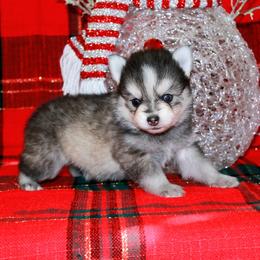 Nick - Gray and white male Pomsky puppy in Paulden, Arizona from Rose Peek Pomskies