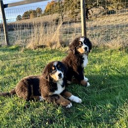Bernese Mountain Dog puppies from Black Forest Bernese