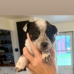 3- Noah - Black & white female Miniature Australian Shepherd puppy in Chilton, Wisconsin from Pointless Acres