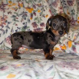 Female 4 - Dapple female Dachshund puppy in Magnolia, Texas from J&R Macias Dachshunds
