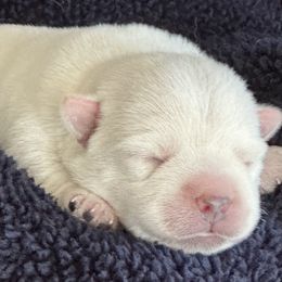 Muffin - White female West Highland White Terrier puppy in Roper, North Carolina from SoundHaven Westies