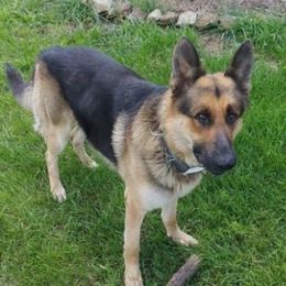 German Shepherds from Liberty Acres Farm