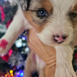 Frosty - Blue merle male Miniature Australian Shepherd puppy in Dunnellon, Florida from Ever After Mini Aussies
