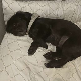 Maggie - Shih Tzu