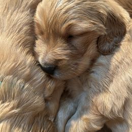 Purple - Golden female Golden Retriever puppy in David City, Nebraska from Lucky Penny Goldens