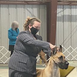 Great Dane All Grown Up from Great Alaskan Danes
