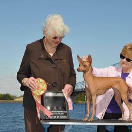 American Hairless Terrier, Peruvian Inca Orchid, and Xoloitzcuintli All Grown Up from Stoney Brooks Reg.