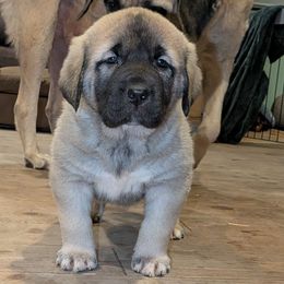 Vito - Gray fawn male Anatolian Shepherd Dog puppy in Jackson, New Jersey from Homestead Heaney