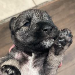 Peyton - Salt and pepper female Miniature Schnauzer puppy in Interlachen, Florida from Pam's Schnauzers