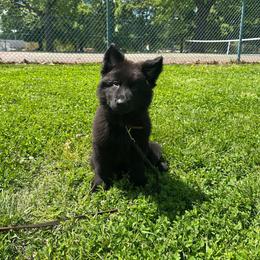 Maverick - Black male German Shepherd puppy in Baltimore, Maryland from Abenteurer German Shepherds & Belgian Malinois