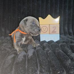 Orange collar - Gray and fawn male Cane Corso puppy in Fritch, Texas from Carrie Brown's Cane Corsos