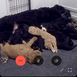 Bernedoodle and Goldendoodle Puppies from Forest Family Doodles