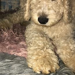 Goldendoodle Puppies from Zeusthemoosedoodles