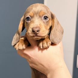 Butterscotch - Fawn (isabella) and tan female Dachshund puppy in Sterling, Colorado from Country Chics Doxies