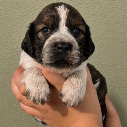 Hendrix - Tri-Roan male English Springer Spaniel puppy in Fort White, Florida from Thunderbird Springers