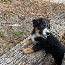 Light purple girl - Black tri-color female Australian Shepherd puppy in Hartville, Missouri from Stamper K9’s