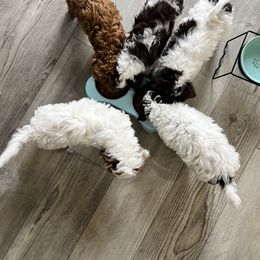 Cavapoo puppies from Kym's Cavapoos